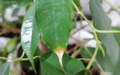 ШЕФФЛЕРА почему чернеют листья 🪴 Уход в домашних условиях 🪴 Популярная  Ботаника - YouTube
