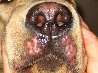 Паразиты в коже собаки: специалисты Краснодарской МВЛ обнаружили случай  кожной формы дирофиляриоза | Ветеринария и жизнь