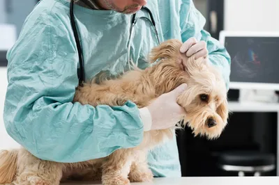 Кожный муциноз шарпеев | Ветеринарная клиника доктора Шубина