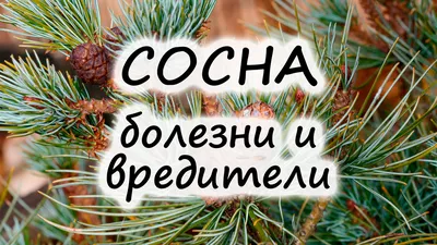 Почему у сосны закручивается хвоя и побеги? Сосновый вертун, вилт,  вертициллез, химия.