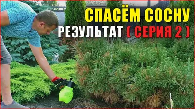 В Крыму усыхают хвойные породы. Как ВЫ можете им помочь?