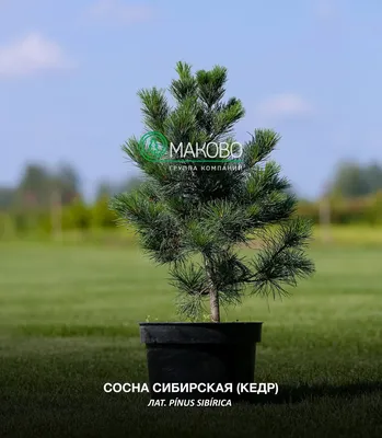 Болезни кедровых сосен. Ржавчина смоляной рак кедра.