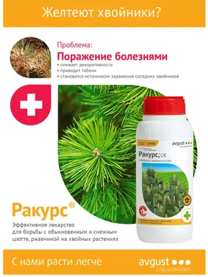 Помогите, пожалуйста, спасти сосну! Что это за болезнь? - ответы экспертов  7dach.ru