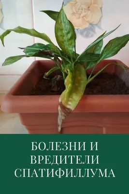 Болезни и вредители спатифиллума | Растения, Вредители растений,  Фитопатология