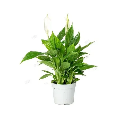 СПАТИФИЛЛУМ ШОПЕН ДИАМЕТР 9 СМ ВЫСОТА 30 СМ: Комнатное растение с  элегантными цветками и сочными зелеными листьями 🌺 Greendekor