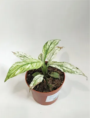 Спатифиллум Даймонд вариегатный (Spathiphyllum Diamond Variegata)