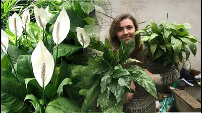 Бледные листья у спатифиллума: причины, почему светлеет зелень цветка  «женское счастье», а также что делать, чтобы реанимировать растение?