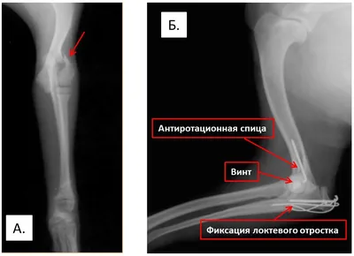 Дисплазия суставов у собак: причины, симптомы, лечение, профилактика в  домашних условиях