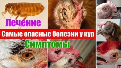 болезнь цыплят | Fermer.Ru - Фермер.Ру - Главный фермерский портал - все о  бизнесе в сельском хозяйстве. Форум фермеров.