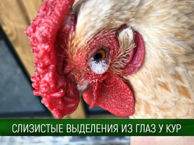 Болезни кур лечат… генеральной уборкой | Статьи журнала \"Сады и огороды  Приморья\"