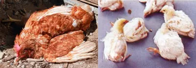 Болезни домашних кур: симптомы и лечение куриных заболеваний