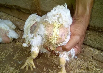 Болезнь Ньюкасла у кур, индеек и другой домашней птицы