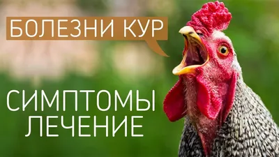 Слизистые выделения из глаз у кур | Жизнь куровода | Дзен