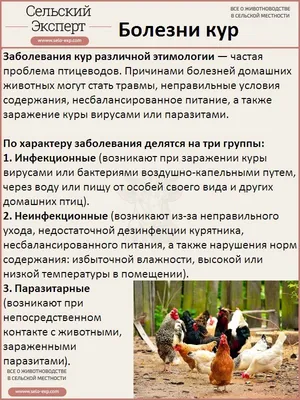 Ньюкаслская болезнь птиц - формы заболевания, диагностика и лечение