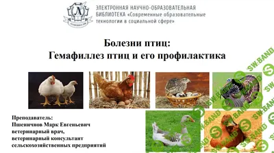 Сутримет – эффективное средство для одновременного лечения бактериальных  заболеваний и эймериозов у сельскохозяйственных птиц - БЕЛАГРОГЕН -  производитель ветеринарных препаратов