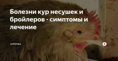 болезнь цыплят | Fermer.Ru - Фермер.Ру - Главный фермерский портал - все о  бизнесе в сельском хозяйстве. Форум фермеров.
