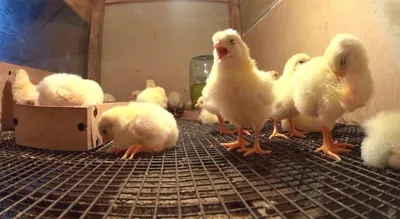 Вирус болезни Ньюкасла (NDV Ag) птиц - купить по выгодной цене |  Vetdiagnostics.ru