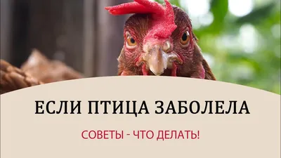 Командировочный отчет лаборатории инвазионных болезней сельскохозяйственных  животных и птиц – Федеральное государственное бюджетное научное учреждение  «Федеральный аграрный научный центр Республики Дагестан»