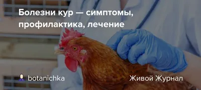 Почему цыплята падают на ноги - avamarket.com.ua