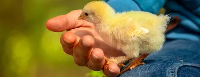 Капилляриоз у птиц: причины, симптомы и лечение | компания NITA-FARM