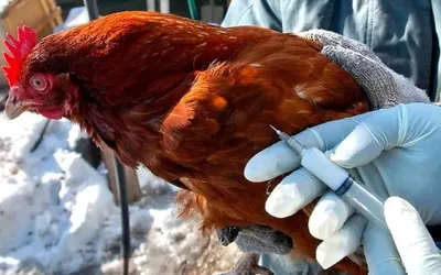 Болезни кур — симптомы, профилактика, лечение