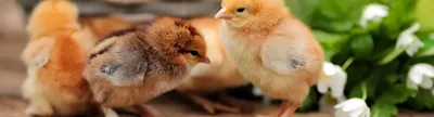 Какие патологоанатомические признаки указывают на ньюкаслскую болезнь птиц