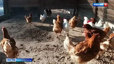 Курица чихает, чем лечить