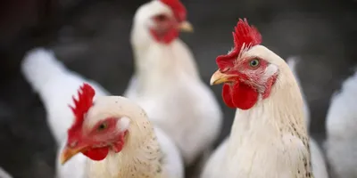 Болезни домашних кур: симптомы и лечение куриных заболеваний