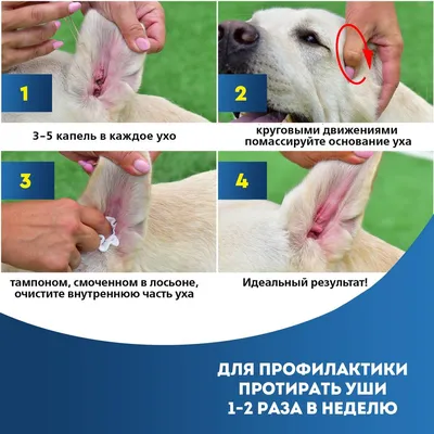 Болезни ушей, их симптомы — Ветеринарная клиника