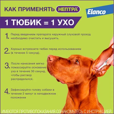 Дерматит на ухо собаки указывает на болезнь Стоковое Фото - изображение  насчитывающей зудяще, здоровье: 150940338