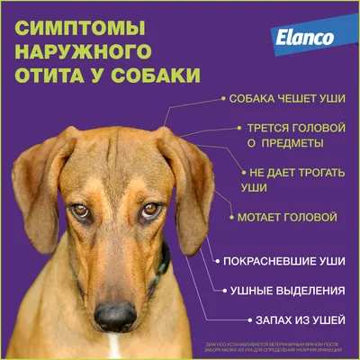 Отит ушей у собаки - симптомы и рекомендательные препараты для лечения