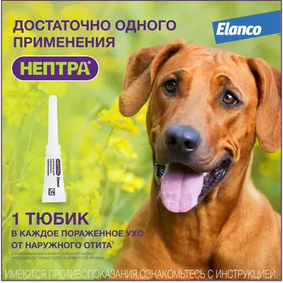 Отит у кошек и собак, диагностика и методы лечения