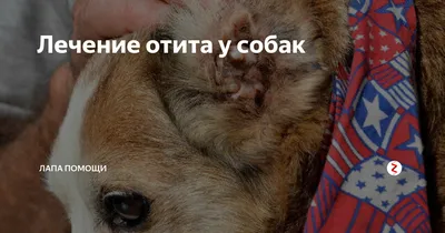 Ушной клещ у собак (отодектоз): симптомы, лечение и профилактика -  Зоомагазин MasterZoo