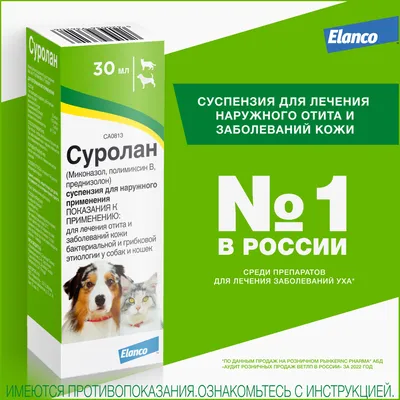 Отогематома у собак и кошек - симптомы и лечение гематомы ушной раковины у  собак и кошек в Москве. Ветеринарная клиника \"Зоостатус\"