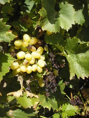 Болезни винограда, которые я вылечу! | DolinaRoz.ru | Дзен