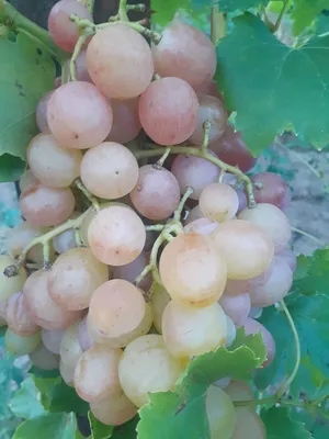 Серая гниль винограда | Болезни растений | «Сингента» в России