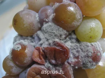 Срочные меры против серой гнили на винограде | Виноград, Выращивание перца,  Однолетние цветы