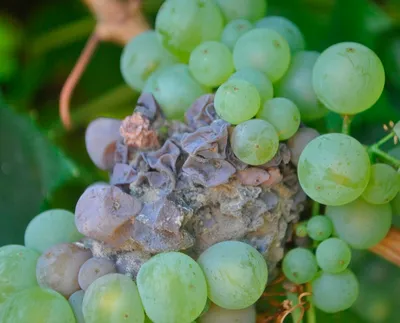 Серая гниль: вызов для виноградарей и методы борьбы - Виноград,  виноградарство. Саженцы винограда Красохиной С.И.
