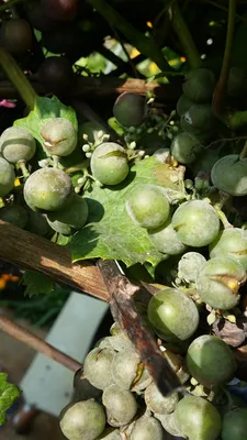 Вредители и болезни винограда