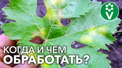 Болезни винограда грибкового, бактериального и физиологического  происхождения | АППЯПМ