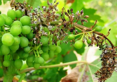 Болезни и вредители винограда