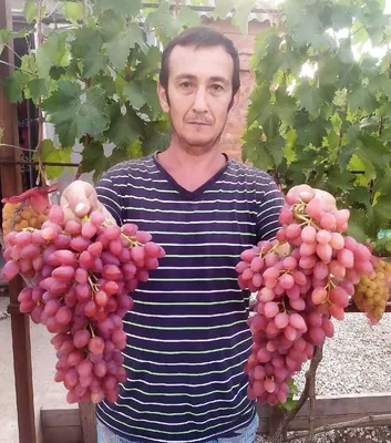 Болезни винограда — Центр по борьбе с трудноискоренимыми болезнями растений