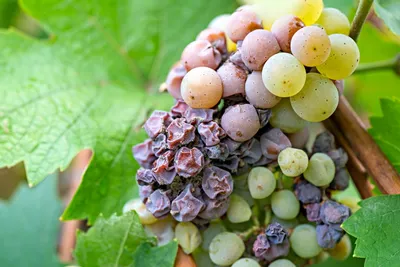 Серая гниль: вызов для виноградарей и методы борьбы - Виноград,  виноградарство. Саженцы винограда Красохиной С.И.