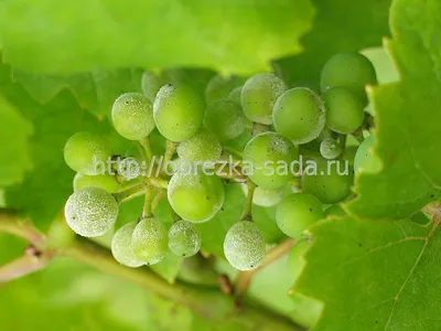 Гнили винограда | Блог Игоря Заики о виноградарстве и авторском виноделии