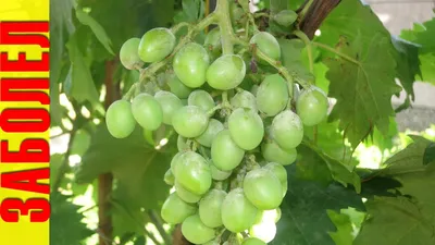 Болезни винограда фото фотографии