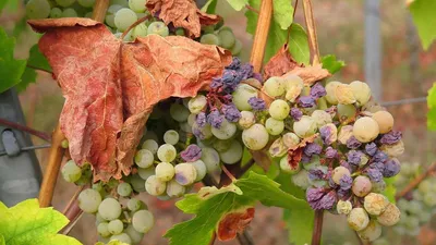 Болезни винограда и их лечение