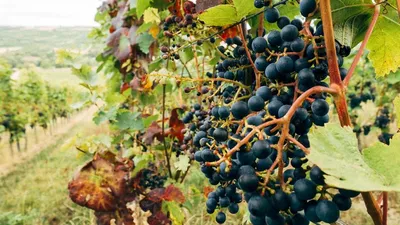 Болезни винограда и борьба с ними | Аптека Садовода