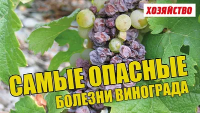 11 советов, как победить грибковые болезни винограда