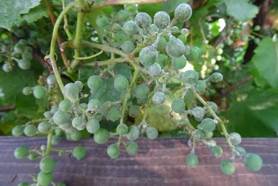 Милдью или ложная мучнистая роса винограда. Описание и методы лечения