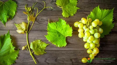 Профилактика и защита винограда от болезней - Biohim